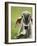 Close-Up of a Brahman Cattle, Cano Negro, Costa Rica-null-Framed Photographic Print