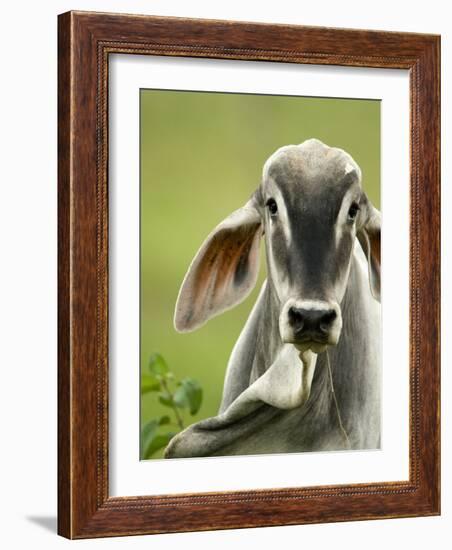 Close-Up of a Brahman Cattle, Cano Negro, Costa Rica-null-Framed Photographic Print