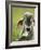 Close-Up of a Brahman Cattle, Cano Negro, Costa Rica-null-Framed Photographic Print