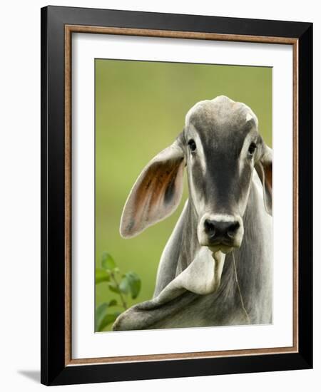 Close-Up of a Brahman Cattle, Cano Negro, Costa Rica-null-Framed Photographic Print