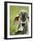 Close-Up of a Brahman Cattle, Cano Negro, Costa Rica-null-Framed Photographic Print