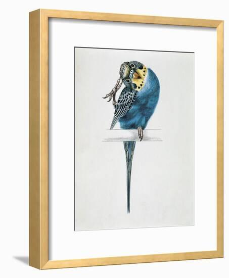 Close-Up of a Budgerigar Perching on a Branch and Scratching its Head (Melopsittacus Undulatus)-null-Framed Giclee Print