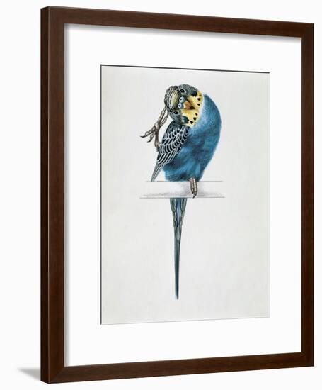 Close-Up of a Budgerigar Perching on a Branch and Scratching its Head (Melopsittacus Undulatus)-null-Framed Giclee Print