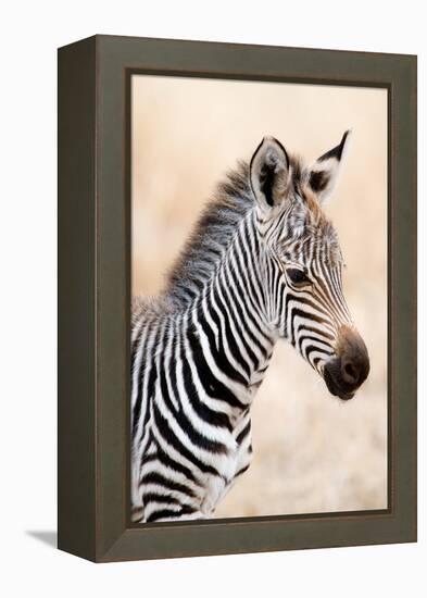 Close-Up of a Burchell's Zebra (Equus Burchelli), Ngorongoro Crater, Ngorongoro, Tanzania-null-Framed Stretched Canvas