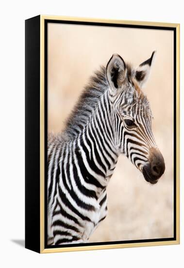 Close-Up of a Burchell's Zebra (Equus Burchelli), Ngorongoro Crater, Ngorongoro, Tanzania-null-Framed Stretched Canvas
