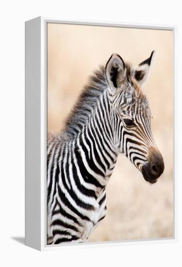 Close-Up of a Burchell's Zebra (Equus Burchelli), Ngorongoro Crater, Ngorongoro, Tanzania-null-Framed Stretched Canvas