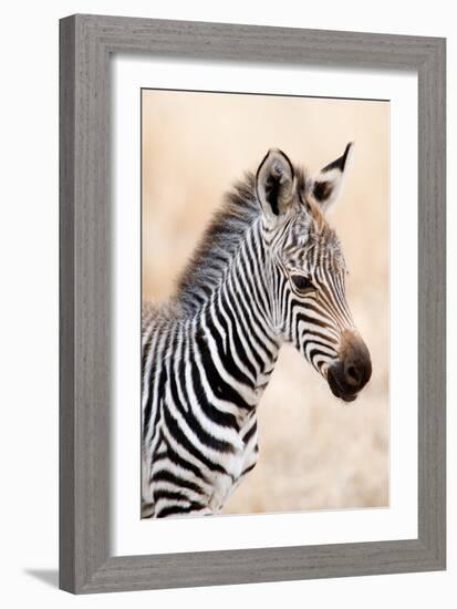 Close-Up of a Burchell's Zebra (Equus Burchelli), Ngorongoro Crater, Ngorongoro, Tanzania-null-Framed Photographic Print