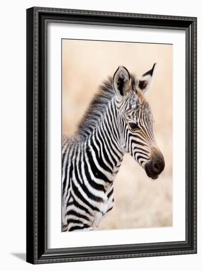 Close-Up of a Burchell's Zebra (Equus Burchelli), Ngorongoro Crater, Ngorongoro, Tanzania-null-Framed Photographic Print