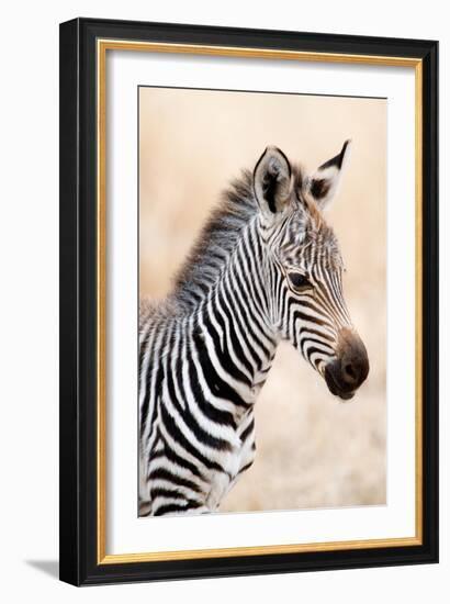 Close-Up of a Burchell's Zebra (Equus Burchelli), Ngorongoro Crater, Ngorongoro, Tanzania-null-Framed Photographic Print