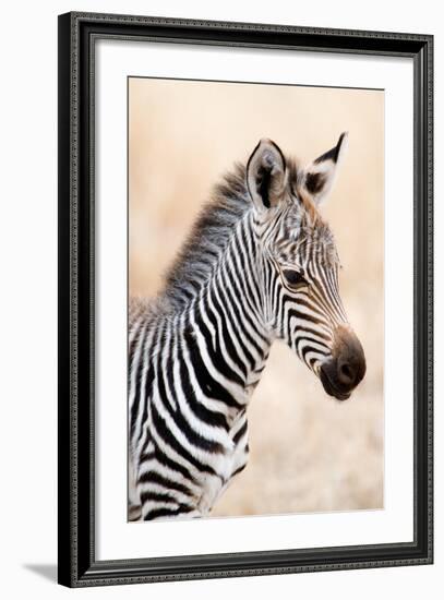 Close-Up of a Burchell's Zebra (Equus Burchelli), Ngorongoro Crater, Ngorongoro, Tanzania-null-Framed Photographic Print