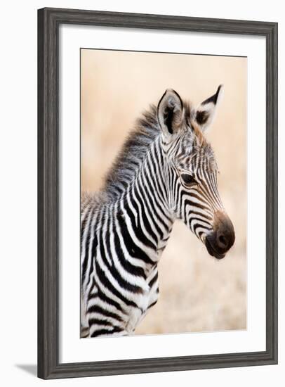 Close-Up of a Burchell's Zebra (Equus Burchelli), Ngorongoro Crater, Ngorongoro, Tanzania-null-Framed Photographic Print