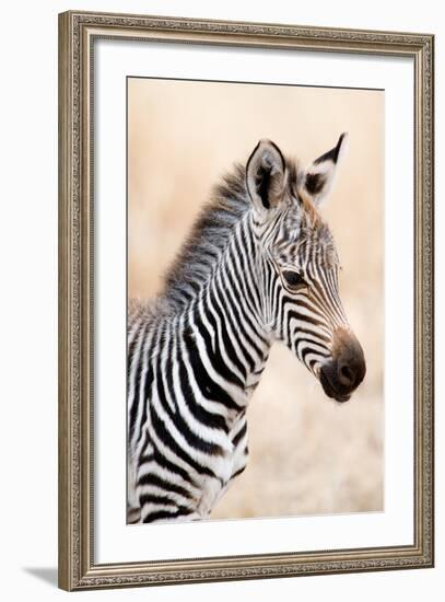 Close-Up of a Burchell's Zebra (Equus Burchelli), Ngorongoro Crater, Ngorongoro, Tanzania-null-Framed Photographic Print