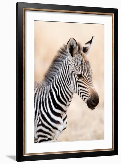 Close-Up of a Burchell's Zebra (Equus Burchelli), Ngorongoro Crater, Ngorongoro, Tanzania-null-Framed Photographic Print