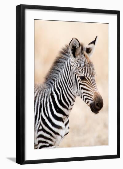 Close-Up of a Burchell's Zebra (Equus Burchelli), Ngorongoro Crater, Ngorongoro, Tanzania-null-Framed Photographic Print