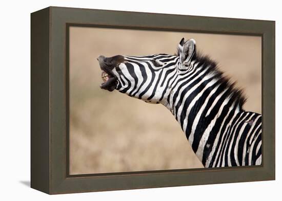 Close-Up of a Burchell's Zebra (Equus Burchelli), Tarangire National Park, Tanzania-null-Framed Stretched Canvas