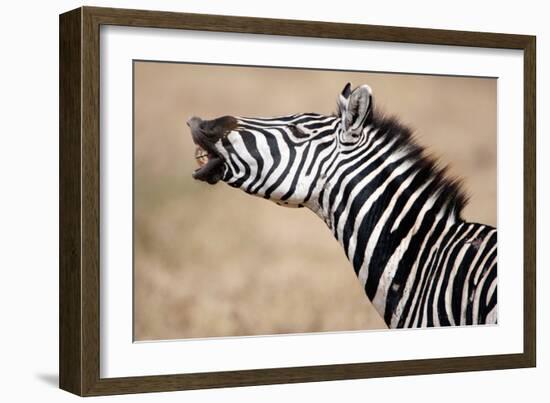 Close-Up of a Burchell's Zebra (Equus Burchelli), Tarangire National Park, Tanzania-null-Framed Photographic Print