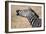 Close-Up of a Burchell's Zebra (Equus Burchelli), Tarangire National Park, Tanzania-null-Framed Photographic Print