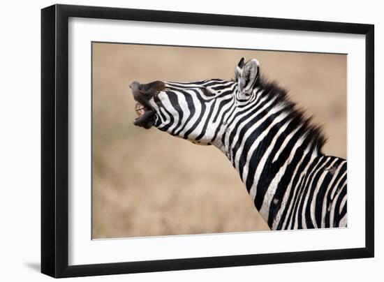 Close-Up of a Burchell's Zebra (Equus Burchelli), Tarangire National Park, Tanzania-null-Framed Photographic Print