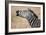 Close-Up of a Burchell's Zebra (Equus Burchelli), Tarangire National Park, Tanzania-null-Framed Photographic Print