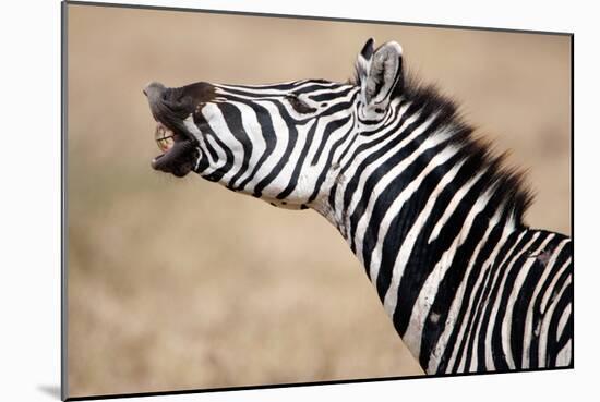 Close-Up of a Burchell's Zebra (Equus Burchelli), Tarangire National Park, Tanzania-null-Mounted Photographic Print