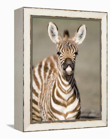 Close-Up of a Burchell's Zebra Foal, Ngorongoro Crater, Ngorongoro, Tanzania-null-Framed Premier Image Canvas