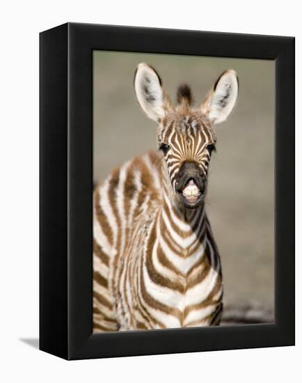 Close-Up of a Burchell's Zebra Foal, Ngorongoro Crater, Ngorongoro, Tanzania-null-Framed Premier Image Canvas