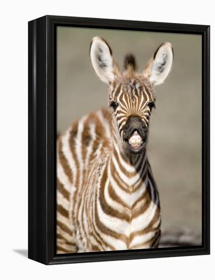 Close-Up of a Burchell's Zebra Foal, Ngorongoro Crater, Ngorongoro, Tanzania-null-Framed Premier Image Canvas