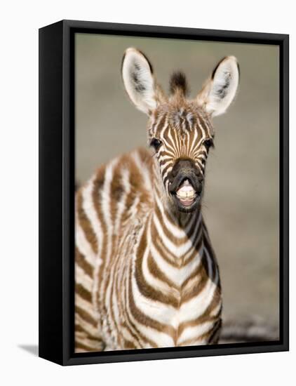 Close-Up of a Burchell's Zebra Foal, Ngorongoro Crater, Ngorongoro, Tanzania-null-Framed Premier Image Canvas