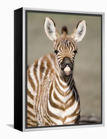 Close-Up of a Burchell's Zebra Foal, Ngorongoro Crater, Ngorongoro, Tanzania-null-Framed Premier Image Canvas