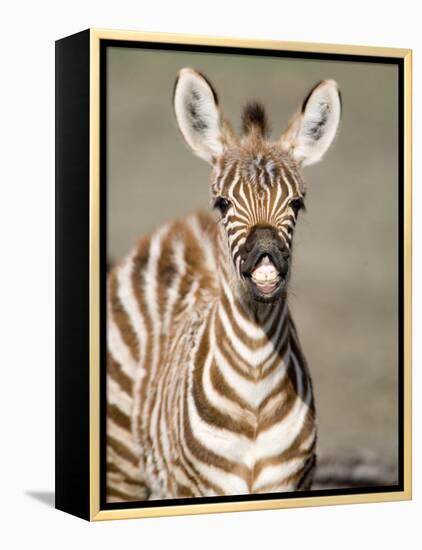 Close-Up of a Burchell's Zebra Foal, Ngorongoro Crater, Ngorongoro, Tanzania-null-Framed Premier Image Canvas