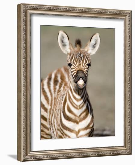 Close-Up of a Burchell's Zebra Foal, Ngorongoro Crater, Ngorongoro, Tanzania-null-Framed Photographic Print