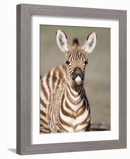 Close-Up of a Burchell's Zebra Foal, Ngorongoro Crater, Ngorongoro, Tanzania-null-Framed Photographic Print