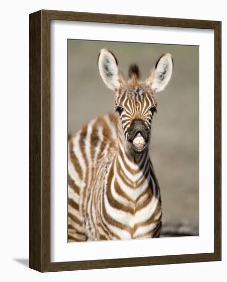 Close-Up of a Burchell's Zebra Foal, Ngorongoro Crater, Ngorongoro, Tanzania-null-Framed Photographic Print