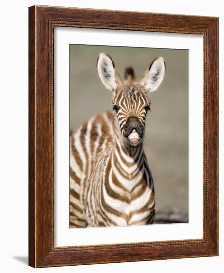 Close-Up of a Burchell's Zebra Foal, Ngorongoro Crater, Ngorongoro, Tanzania-null-Framed Photographic Print