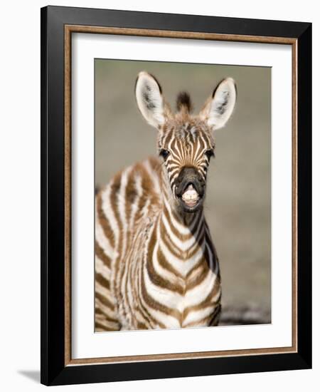 Close-Up of a Burchell's Zebra Foal, Ngorongoro Crater, Ngorongoro, Tanzania-null-Framed Photographic Print