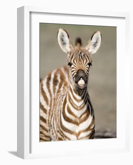 Close-Up of a Burchell's Zebra Foal, Ngorongoro Crater, Ngorongoro, Tanzania-null-Framed Photographic Print