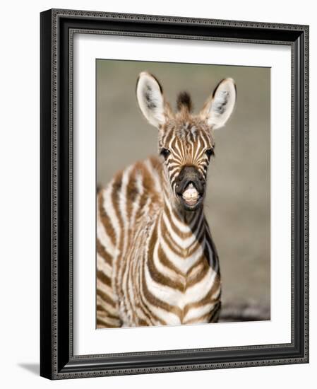 Close-Up of a Burchell's Zebra Foal, Ngorongoro Crater, Ngorongoro, Tanzania-null-Framed Photographic Print