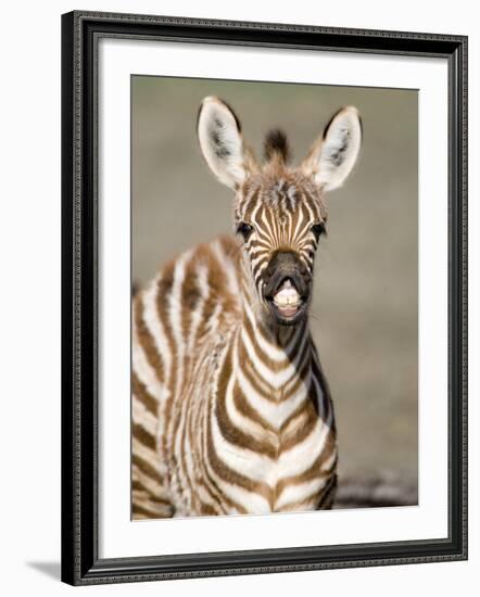 Close-Up of a Burchell's Zebra Foal, Ngorongoro Crater, Ngorongoro, Tanzania-null-Framed Photographic Print