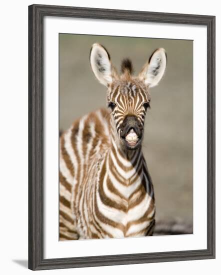 Close-Up of a Burchell's Zebra Foal, Ngorongoro Crater, Ngorongoro, Tanzania-null-Framed Photographic Print