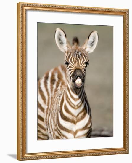 Close-Up of a Burchell's Zebra Foal, Ngorongoro Crater, Ngorongoro, Tanzania-null-Framed Photographic Print