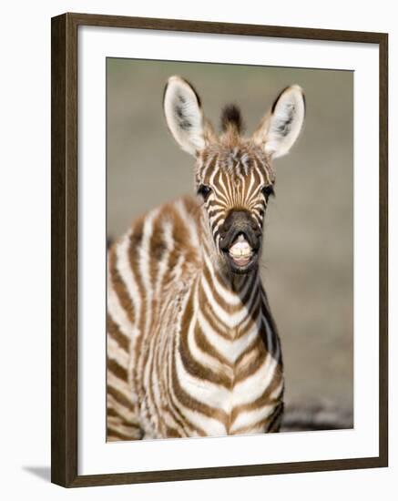 Close-Up of a Burchell's Zebra Foal, Ngorongoro Crater, Ngorongoro, Tanzania-null-Framed Photographic Print