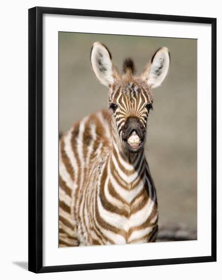 Close-Up of a Burchell's Zebra Foal, Ngorongoro Crater, Ngorongoro, Tanzania-null-Framed Photographic Print