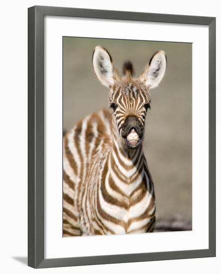 Close-Up of a Burchell's Zebra Foal, Ngorongoro Crater, Ngorongoro, Tanzania-null-Framed Photographic Print