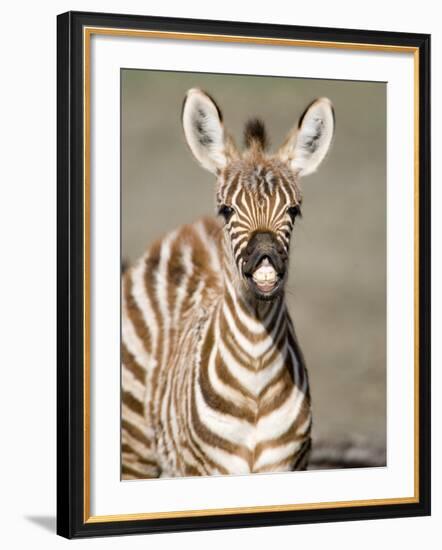 Close-Up of a Burchell's Zebra Foal, Ngorongoro Crater, Ngorongoro, Tanzania-null-Framed Photographic Print