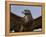 Close-Up of a Buzzard (Buteo Buteo), Captive, Cumbria, England, United Kingdom-Steve & Ann Toon-Framed Premier Image Canvas