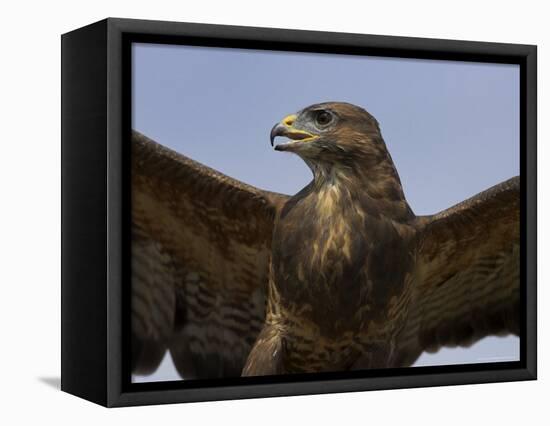 Close-Up of a Buzzard (Buteo Buteo), Captive, Cumbria, England, United Kingdom-Steve & Ann Toon-Framed Premier Image Canvas