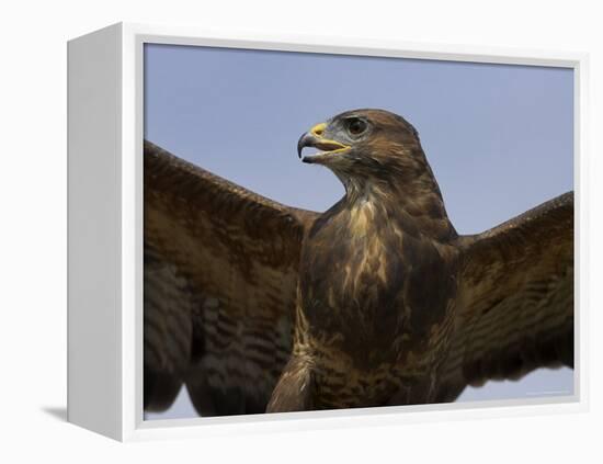 Close-Up of a Buzzard (Buteo Buteo), Captive, Cumbria, England, United Kingdom-Steve & Ann Toon-Framed Premier Image Canvas