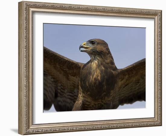 Close-Up of a Buzzard (Buteo Buteo), Captive, Cumbria, England, United Kingdom-Steve & Ann Toon-Framed Photographic Print