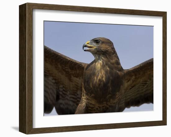 Close-Up of a Buzzard (Buteo Buteo), Captive, Cumbria, England, United Kingdom-Steve & Ann Toon-Framed Photographic Print