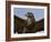 Close-Up of a Buzzard (Buteo Buteo), Captive, Cumbria, England, United Kingdom-Steve & Ann Toon-Framed Photographic Print